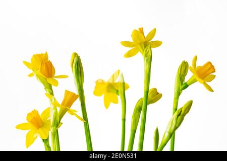 Fond floral, petits jonquilles en fleur gros plan sur fond blanc Banque D'Images