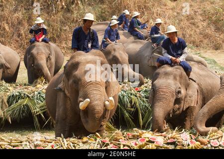 CHIANG MAI, THAÏLANDE - Mars 13: 15ème Journée nationale annuelle de l'éléphant thaïlandais, éléphants joyeux sur les fruits buffet des éléphants festival à la maesa Elephant Cam Banque D'Images