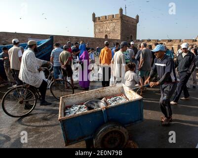 Un pêcheur qui fait rouler ses prises de fruits de mer, y compris un requin, le long du quai du port d'Essaouira qui se trouve sur l'océan Atlantique au Maroc. Banque D'Images