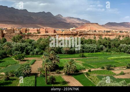 Une section de la luxuriante oasis de Tinerhir au Maroc où les fruits et les légumes sont cultivés. Tinerhir est une ville au sud des montagnes du Haut Atlas. Banque D'Images