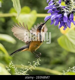 Le sphènebill oriental est une espèce de honeyeater que l'on trouve dans le sud-est de l'Australie, dans les zones forestières et boisées, ainsi que dans les jardins. Banque D'Images