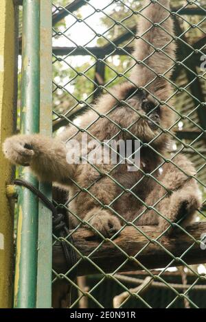 Image du gibbon de Silvery dans la cage. Le gibbon Lonly derrière la cage dans le parc, Bali, Indonésie. Hylobates moloch dans la cage du zoo. Beauté et beauté de Banque D'Images