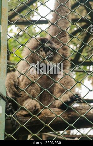 Image du gibbon de Silvery dans la cage. Le gibbon Lonly derrière la cage dans le parc, Bali, Indonésie. Hylobates moloch dans la cage du zoo. Beauté et beauté de Banque D'Images