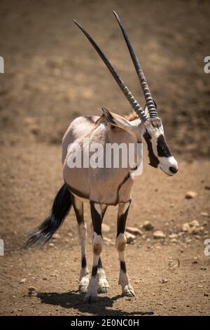 Gemsbok se tient au soleil sur un sol pierreux Banque D'Images