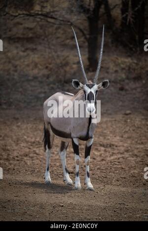 Gemsbok se dresse sur un sol pierreux près des arbres Banque D'Images