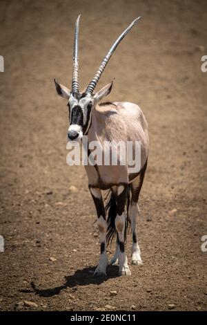 Gemsbok se tient sur un sol pierreux au soleil Banque D'Images