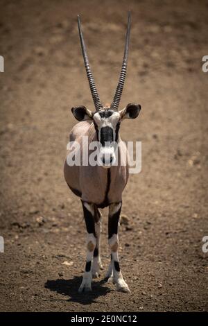 Gemsbok se tient sur une caméra en surface pierreuse Banque D'Images