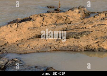 Un bain de soleil au crocodile sur une île en pierre sur la rivière Kunene, en Namibie Banque D'Images