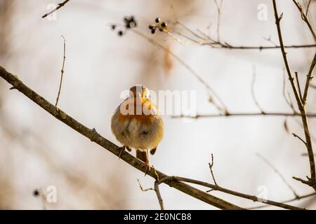 Robin européen en hiver. Pendant l'hiver, ces petits oiseaux sont proches des villes. Le rouge-gorge en hiver choque peut faire la nuit. Banque D'Images