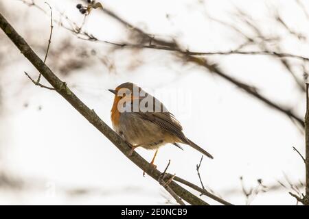 Robin européen en hiver. Pendant l'hiver, ces petits oiseaux sont proches des villes. Le rouge-gorge en hiver choque peut faire la nuit. Banque D'Images