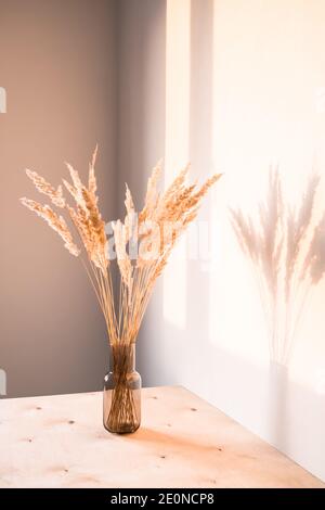 Fleurs séchées avec des ombres contre un mur de lumière dans un style minimaliste Banque D'Images