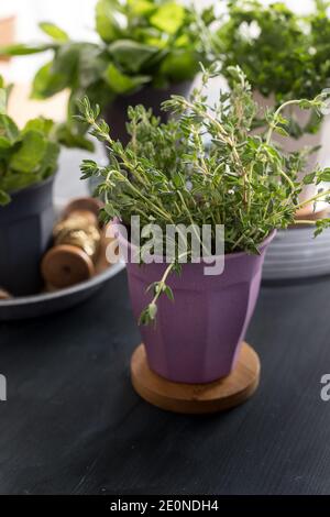 Pot violet de thym sur un morceau de bois. Des pots plus flous sont en arrière-plan. Banque D'Images