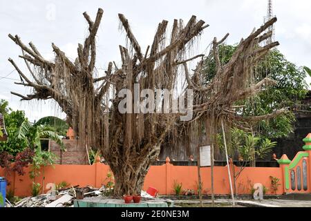 un vieil arbre banyan qui sèche Banque D'Images