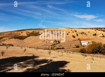 Ferme et nouveaux oliviers plantés au large de la route entre Alhama de Granada, et Arenas del Rey, province de Granda, Espagne Banque D'Images