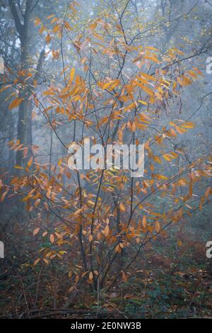 Forêt d'automne, Bagger Woods, Barnsley, Royaume-Uni Banque D'Images