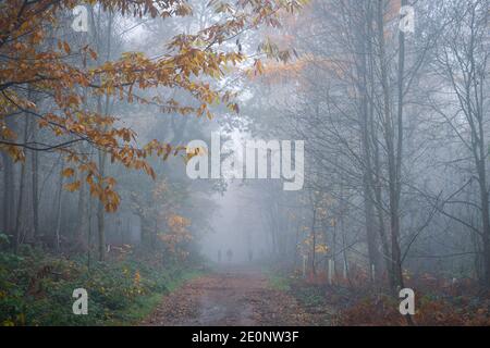 Forêt d'automne, Bagger Woods, Barnsley, Royaume-Uni Banque D'Images