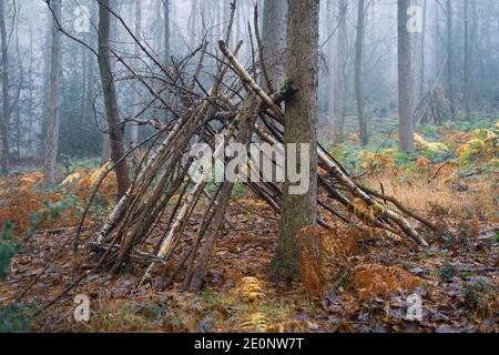 Autumn Woodland Shelter, Bagger Woods, Barnsley, Royaume-Uni Banque D'Images