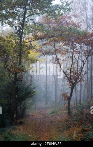 Forêt d'automne, Bagger Woods, Barnsley, Royaume-Uni Banque D'Images