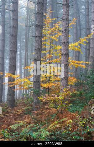 Forêt d'automne, Bagger Woods, Barnsley, Royaume-Uni Banque D'Images