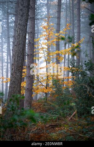 Forêt d'automne, Bagger Woods, Barnsley, Royaume-Uni Banque D'Images