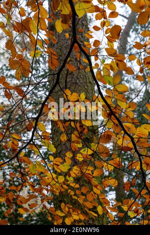 Forêt d'automne, Bagger Woods, Barnsley, Royaume-Uni Banque D'Images