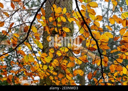 Forêt d'automne, Bagger Woods, Barnsley, Royaume-Uni Banque D'Images