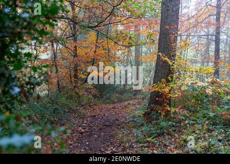 Forêt d'automne, Bagger Woods, Barnsley, Royaume-Uni Banque D'Images