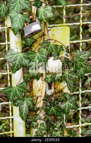 Vue détaillée de l'ancienne porte de jardin avec cadenas, surcultivé avec lierre Banque D'Images