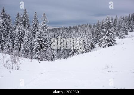 paysage d'hiver dans la forêt noire en allemagne, vue de stübenwasen 1388 m de haut. Banque D'Images
