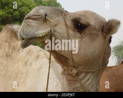 Gros plan d'un chameau au Centre national de recherche de Bikaner, Rajasthan Banque D'Images