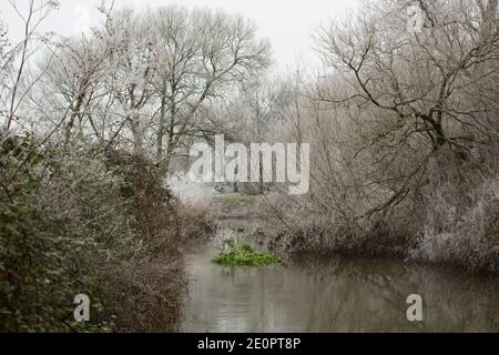 Végétation couverte de givre sur les rives du Dorset Stour après une nuit de températures glaciales le jour de l’an 2021. Gillingham Dorset Eng Banque D'Images