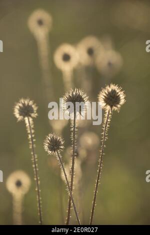 Morts petites cuillères à café, Dipsacus pilosus, sur les rives de la rivière Dorset Stour, rétroéclairé par la lumière du soleil du matin en janvier. Gillingham Dorset Angleterre GB Banque D'Images