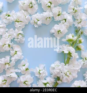 Cadre rond fleuri en petites fleurs de matthiola blanches. Fond bleu romantique et fleurs délicates. L'endroit pour votre produit cosmétique est ici. Banque D'Images