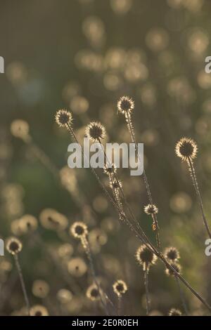 Morts petites cuillères à café, Dipsacus pilosus, sur les rives de la rivière Dorset Stour, rétroéclairé par la lumière du soleil du matin en janvier. Gillingham Dorset Angleterre GB Banque D'Images