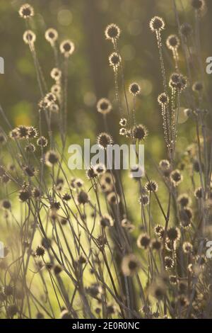 Morts petites cuillères à café, Dipsacus pilosus, sur les rives de la rivière Dorset Stour, rétroéclairé par la lumière du soleil du matin en janvier. Gillingham Dorset Angleterre GB Banque D'Images