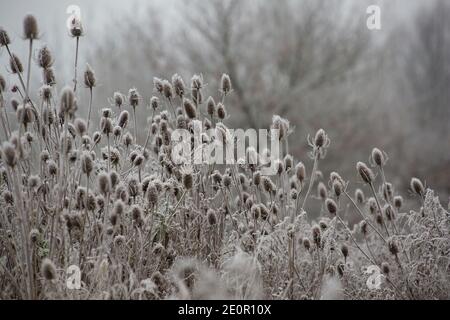 Cuillerées à thé mortes, Dipsacus fullonum, recouvertes de gel après une nuit de températures glaciales le jour de l’an 2021. Gillingham Dorset Angleterre GB Banque D'Images