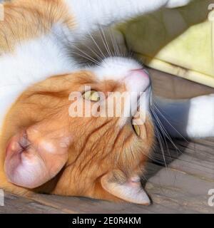 Gros plan extrême du visage, des yeux, des whiskers des chats Banque D'Images