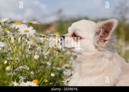 Le chien Chihuahua sniffs des pâquerettes dans la prairie en été. Chihuahua blanc. Banque D'Images