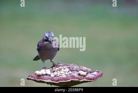 Jay mange des noix Banque D'Images