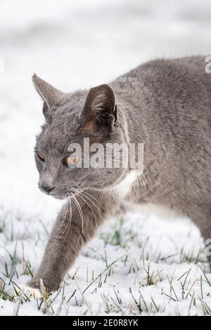 Un chat gris marchant dans la neige. Banque D'Images