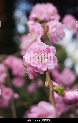 Branche Sakura avec des fleurs denses et délicates avec des pétales roses et feuilles vertes sur un arbre dans un parc sur un jour de printemps Banque D'Images
