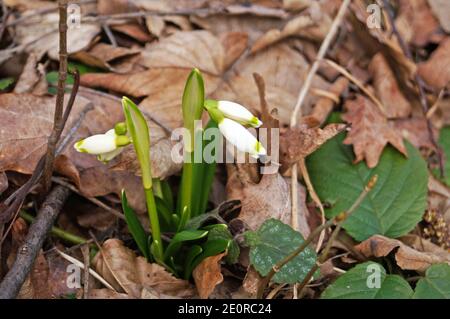 Fleurs en forme de goutte de neige aux pétales blancs délicats et au centre jaune-vert avec de fines feuilles vertes dans un pré sur un soleil jour Banque D'Images