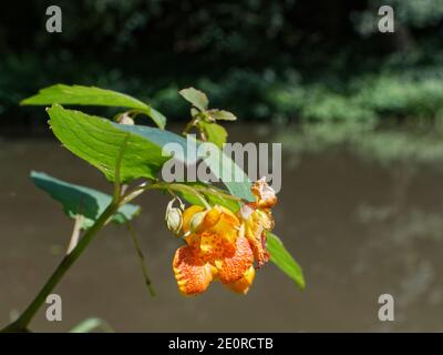 Baume d'orange / jowelweed commun (Impatiens capensis) plante nord-américaine naturalisée au Royaume-Uni, floraison par un canal, Wiltshire, Royaume-Uni. Banque D'Images