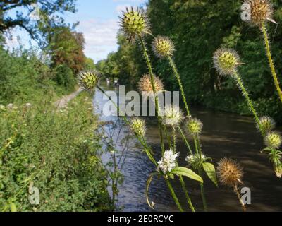 Petites fleurs à thé (Dipsacus pilosus) et têtes de semis avec barges en arrière-plan, canal Kennet et Avon, Limpley Stoke, Wiltshire, Royaume-Uni, août. Banque D'Images