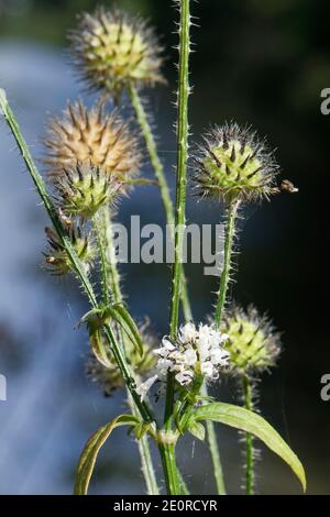 Petites fleurs à thé (Dipsacus pilosus) et têtes de semis de cette rare usine britannique, près du canal Kennet et Avon, Limpley Stoke, Wiltshire, Royaume-Uni, août. Banque D'Images