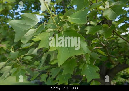 Gros plan sur les feuilles de vert vif d'un arbre de tulipe chinois (Liriodendron chinense) poussant dans un jardin dans le Devon rural, Angleterre, Royaume-Uni Banque D'Images