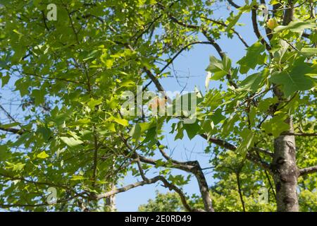 Fleurs et feuillages d'été sur un arbre de tulipe chinois à feuilles caduques (Liriodendron chinense) poussant dans un jardin à Devon rural, Angleterre, Royaume-Uni Banque D'Images