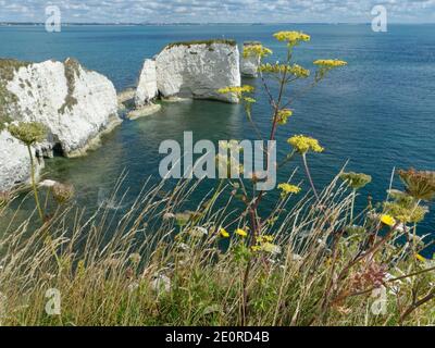 Parsnip sauvage (Pastinaca sativa) et carotte sauvage (Daucus carota) fleurissent sur la prairie de la falaise de craie, Old Harry's Rocks, Dorset, Royaume-Uni, août. Banque D'Images