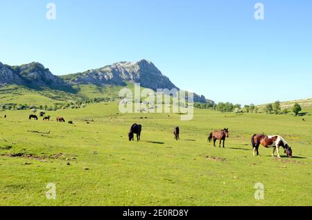 Chevaux dans le pré Arraba dans le Parc naturel de Gorbeia, pays Basque. En arrière-plan, vous pouvez voir le mont Lekanda Banque D'Images