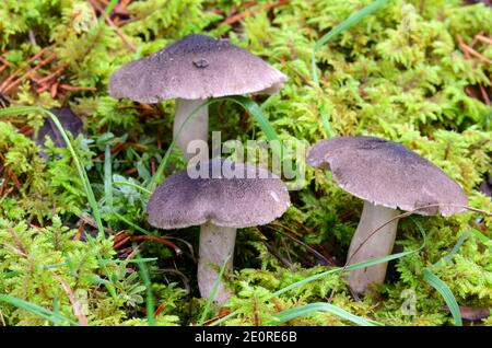 Tricholoma terreum, un champignon sauvage comestible apprécié pour sa saveur qui pousse dans les forêts de pins Banque D'Images
